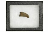Serrated, Fossil Tyrannosaur (Nanotyrannus) Tooth - Wyoming #379744-2